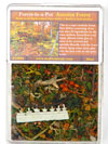 Autumn Forest 