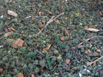 Dark Conifer Forest 