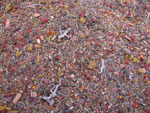 Fine Autumn Forest Scatter 40ml