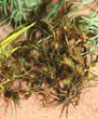 Brindilles bush I