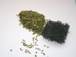 Plantes grimpantes vertes