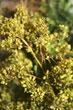 Branches avec feuilles