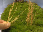 Hautes herbes, roseaux