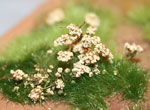 Herbes de terrain
