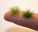 Touffes de gazon vert