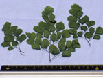 Grands feuillets vert