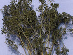 Arbustes vert foncï¿½