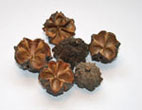 Noix de base brune