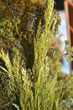 Longue herbe verte