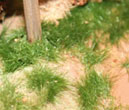 Fibres vert foncé (4.5-6mm)