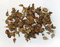 Leaves - oak