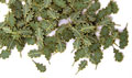 Green leaves - oak
