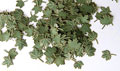Green leaves - maple