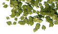 Green leaves - linden