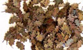 Oak leaves - extra colors