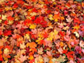 Maple leaves - extra colors