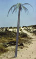 Palm tree 1:35