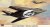 F 117A NIGHTHAWK SKUNK 