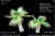 Palmier Trees Set C 1:35