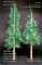 Pine Trees Set 1:35