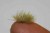 Spring Coloured Grass Tufts (1:87 / 1:35)