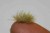 Spring Coloured Grass Tufts (1:87 / 1:35)