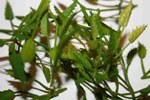 Nam Bush XI (1:48 / 1:35)