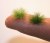 Touffes de gazon vert