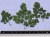 Grands feuillets vert