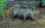 Animals Set 4 (Asian) 
