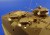 Eduard 35784 - LVTP-7 (ACA)