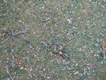 Stony Meadow Scatter 40ml