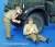 British Soldiers, WWII - Shaving & Resting