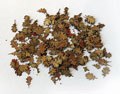 Leaves - oak