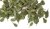Green leaves - oak
