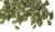 Green leaves - oak