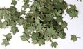 Green leaves - maple