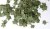Green leaves - maple