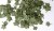 Green leaves - maple