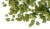 Green leaves - linden