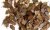 Oak leaves - extra colors