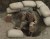 PFC 501 st Parachute inf. Regt. - WWII 1:35