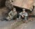 A moment of rest' Tank German crew WWII (2 fig) 1:35